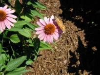 Purple coneflower